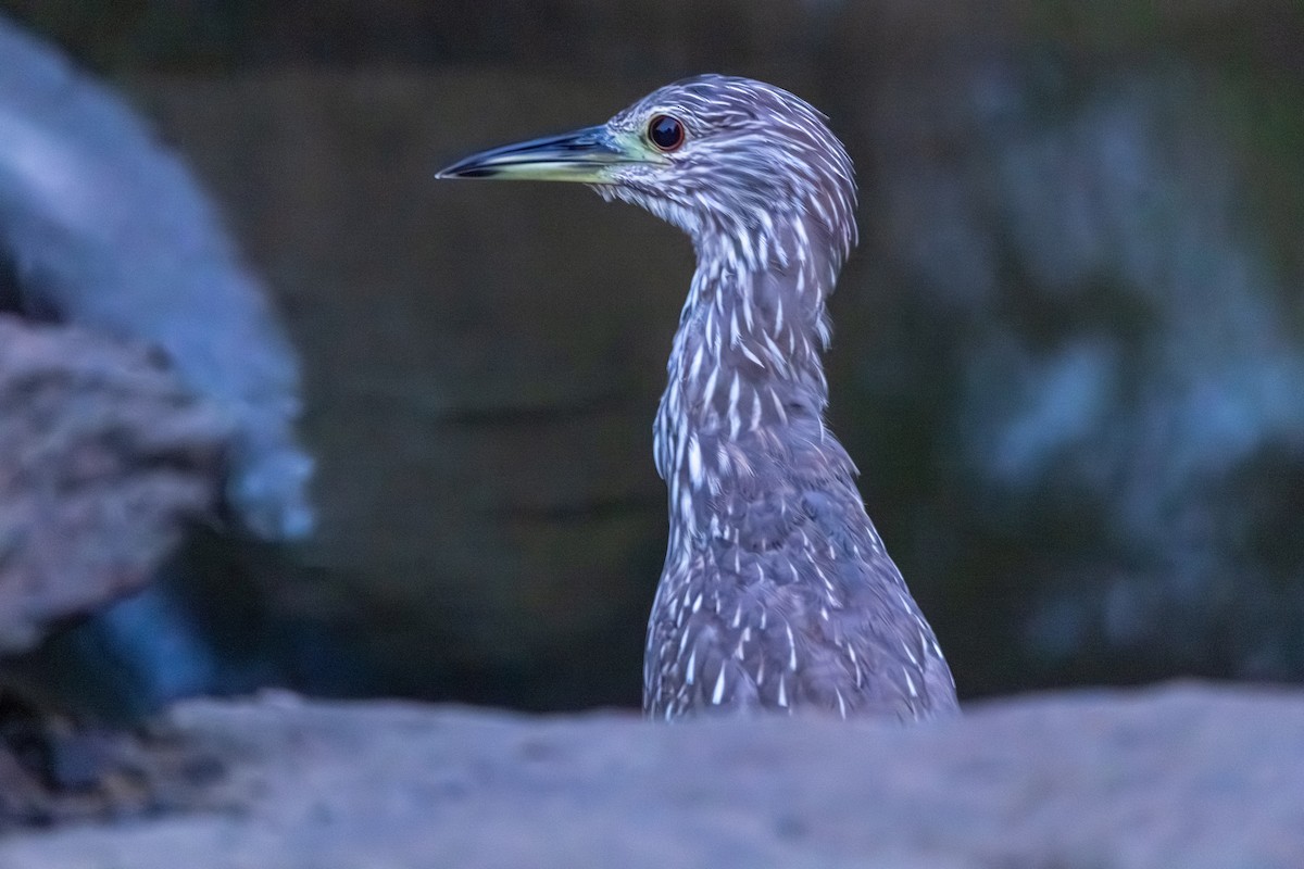 natthegre - ML639868790