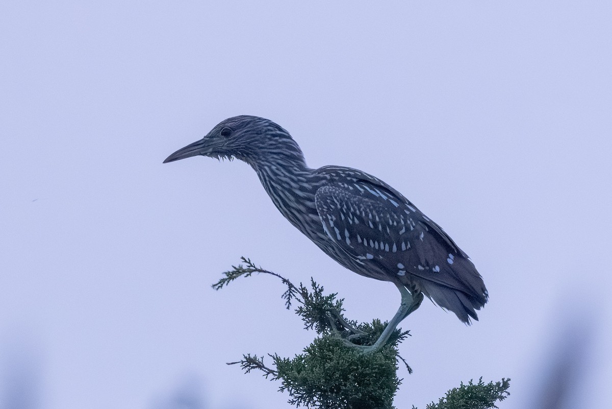 natthegre - ML639868799