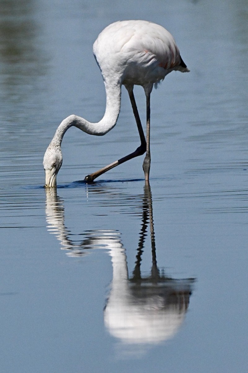 Greater Flamingo - ML639868807