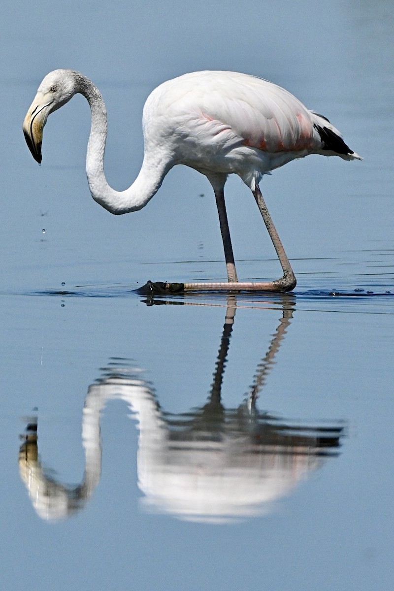 Greater Flamingo - ML639868808