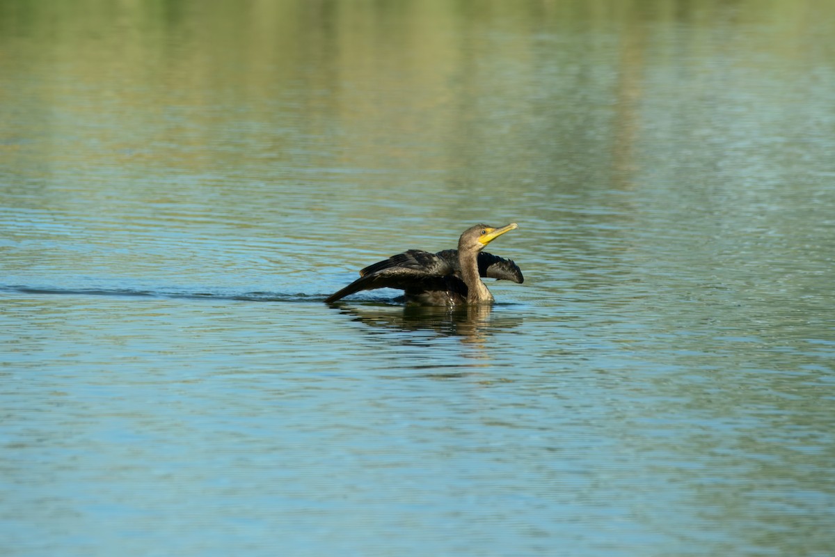 Double-crested Cormorant - ML639868863