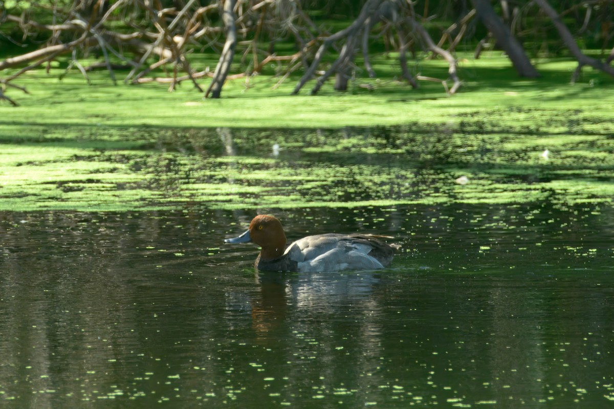 Redhead - ML639868884
