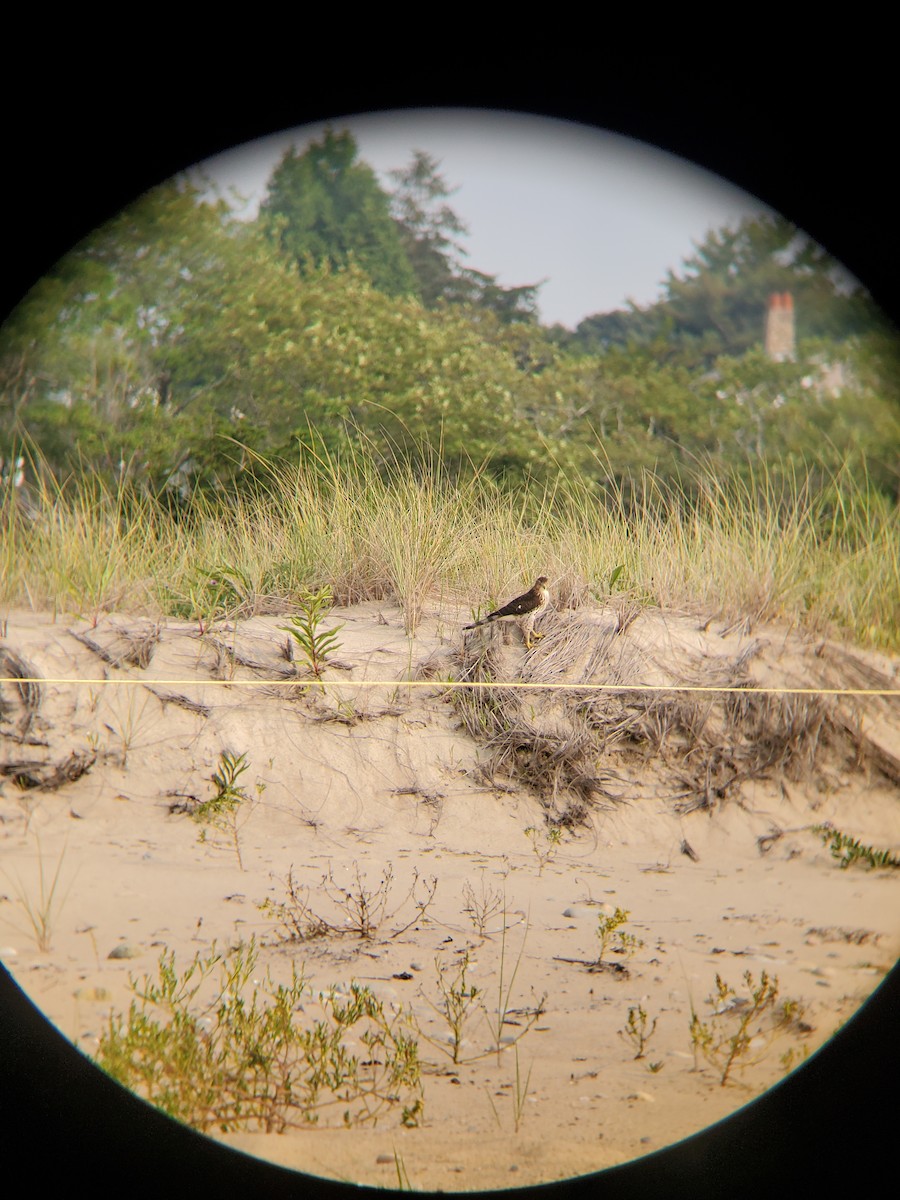 Cooper's Hawk - ML639868887