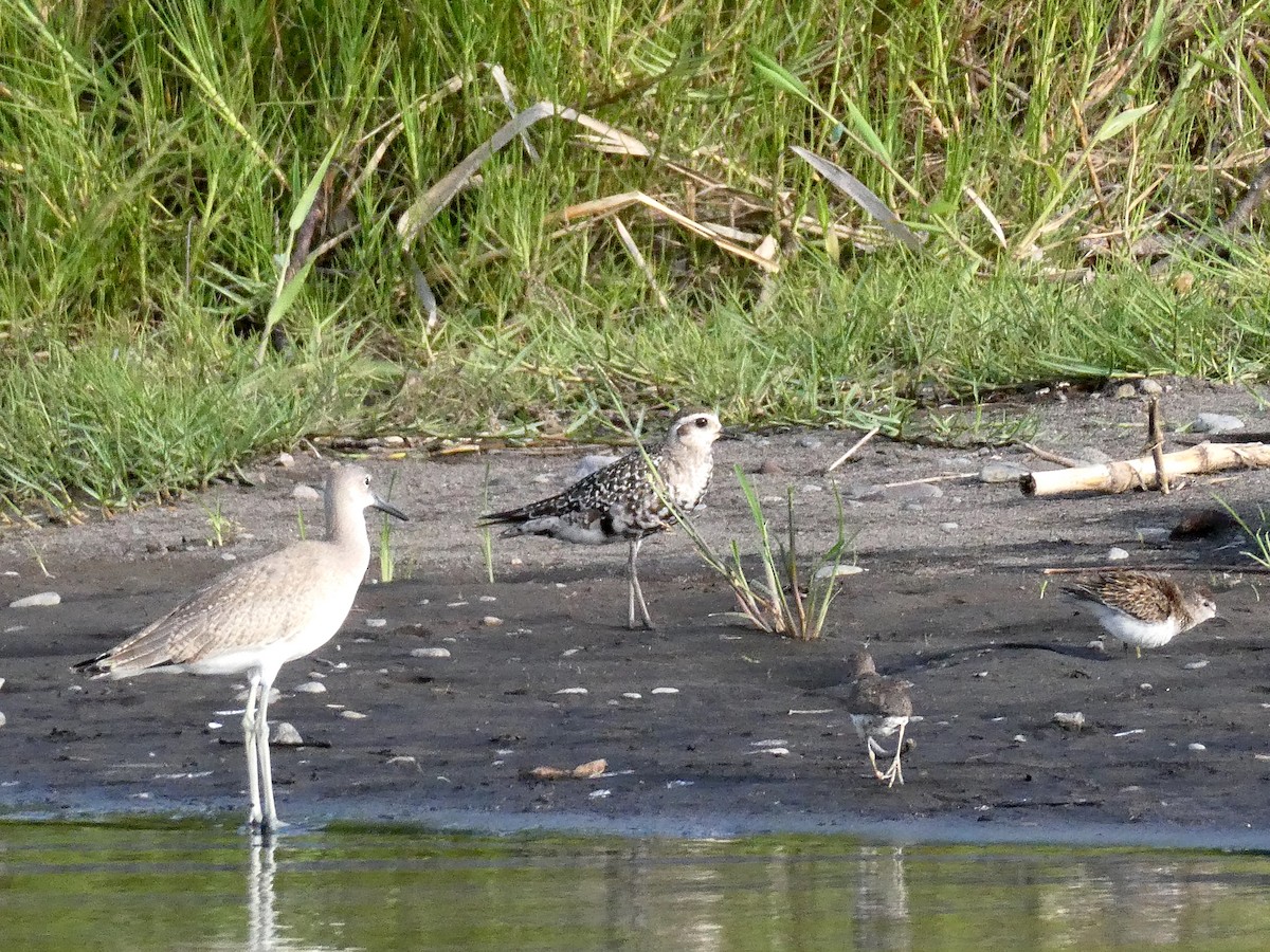 Piviere americano - ML639868909