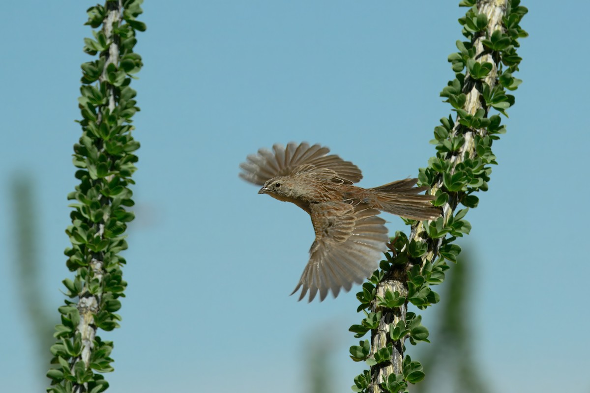 Botteri's Sparrow - ML639868913