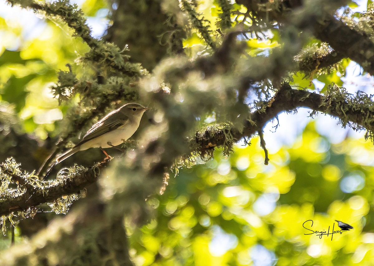Eastern Bonelli's Warbler - ML639868971