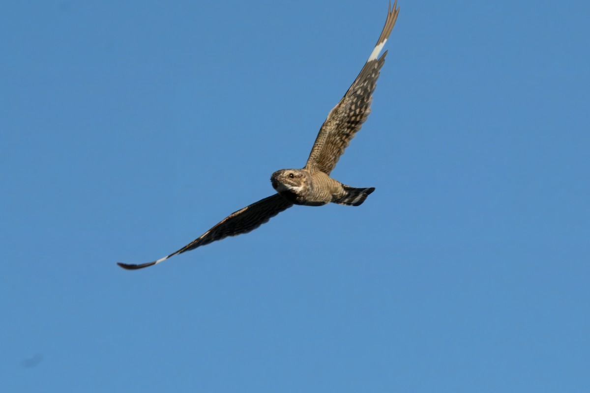Lesser Nighthawk - ML639868982