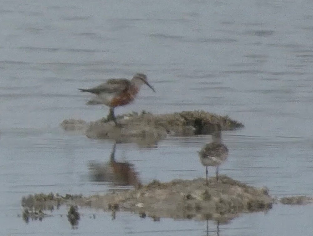 Curlew Sandpiper - ML639868983