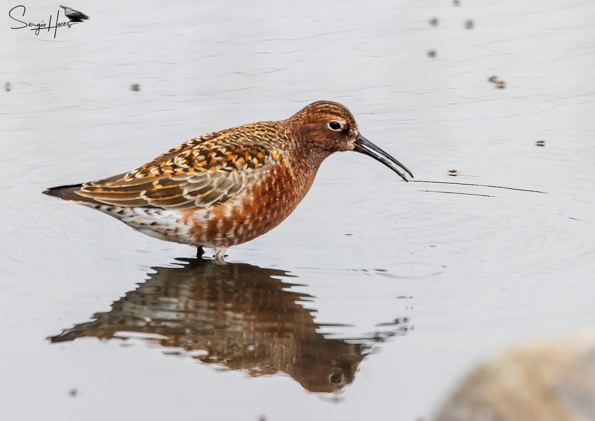 Curlew Sandpiper - ML639869085