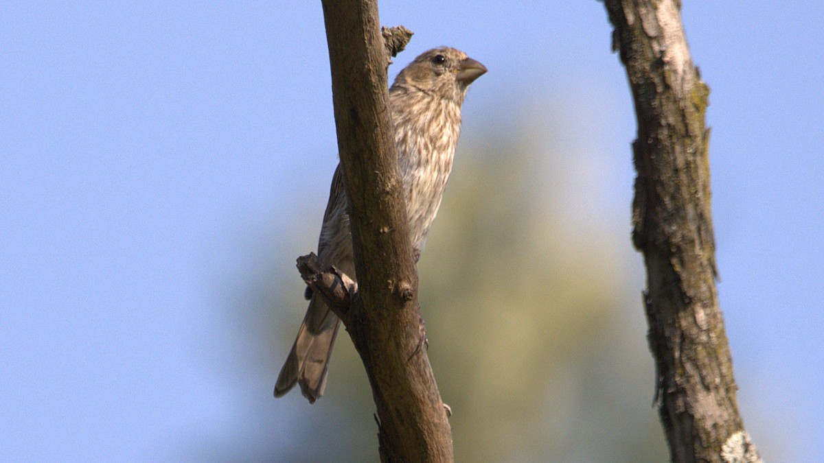 House Finch - ML639869202