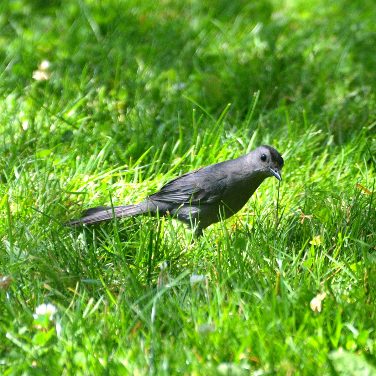 Gray Catbird - ML639869253