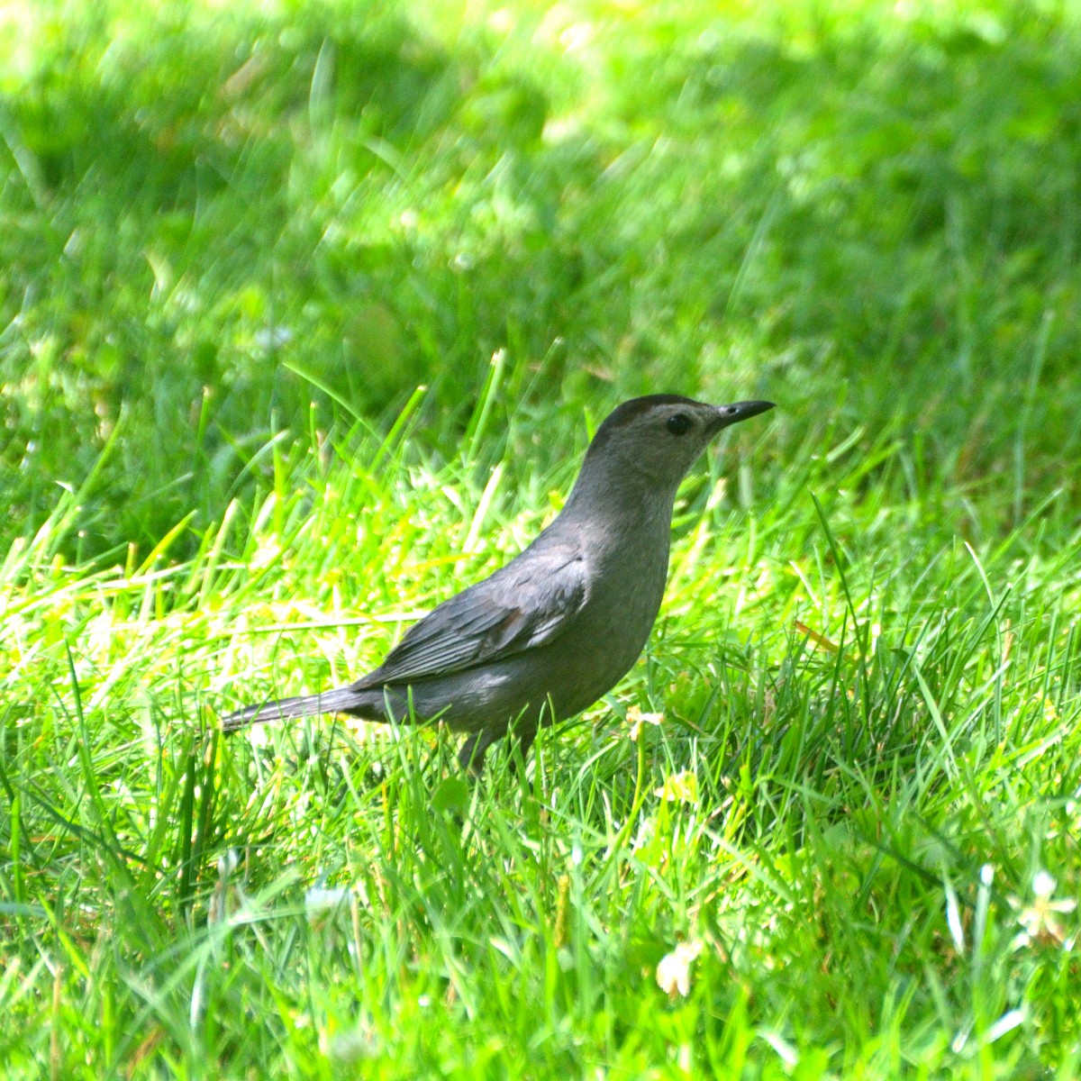 Gray Catbird - ML639869254