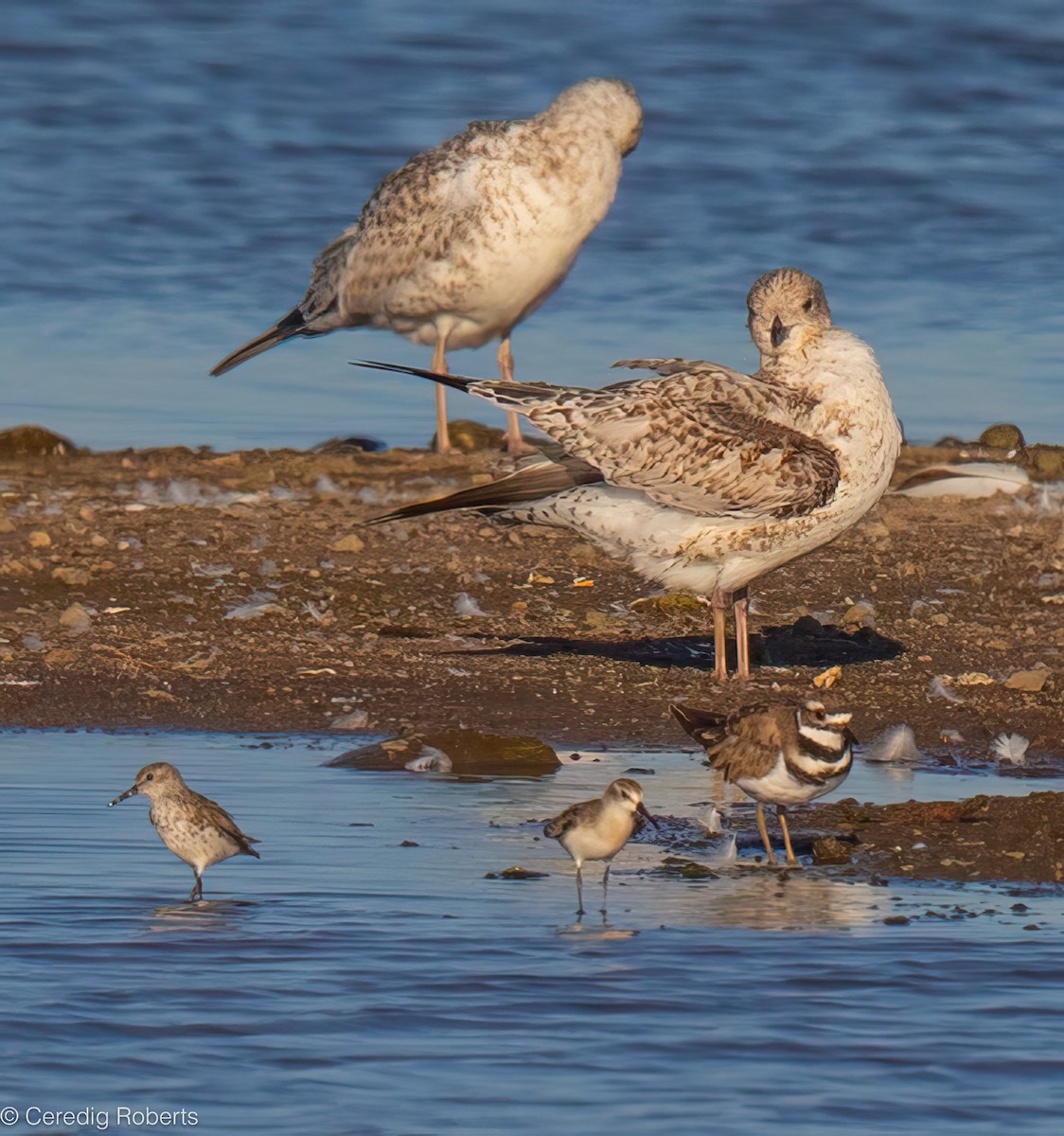 beringsnipe - ML639869257