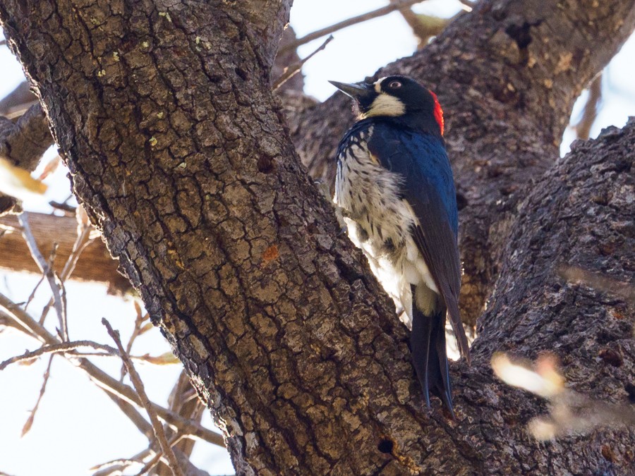 Acorn Woodpecker - ML639869262