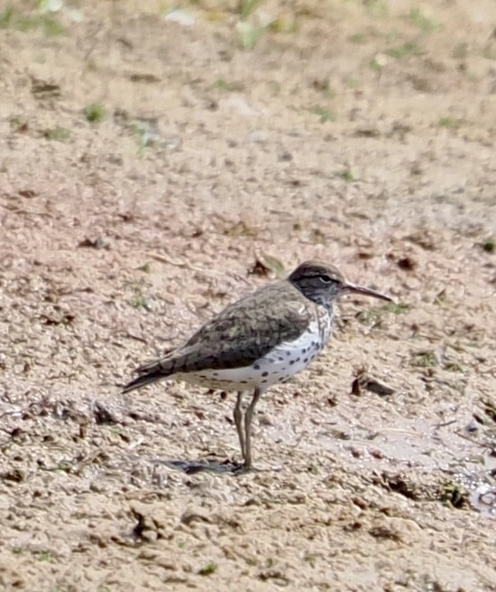 Spotted Sandpiper - ML639869268