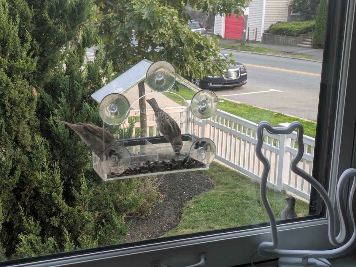 House Sparrow - ML639869275