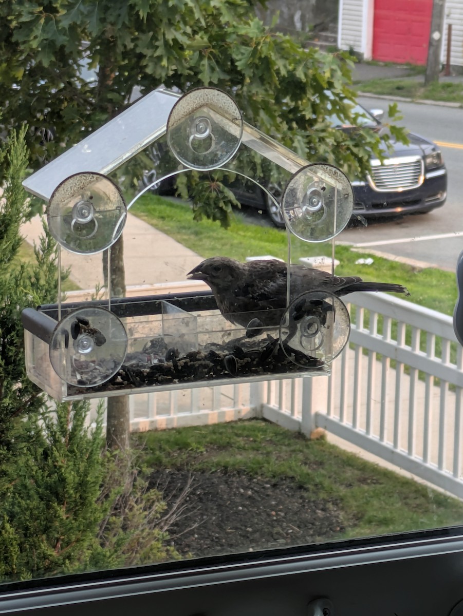 Brown-headed Cowbird - ML639869280