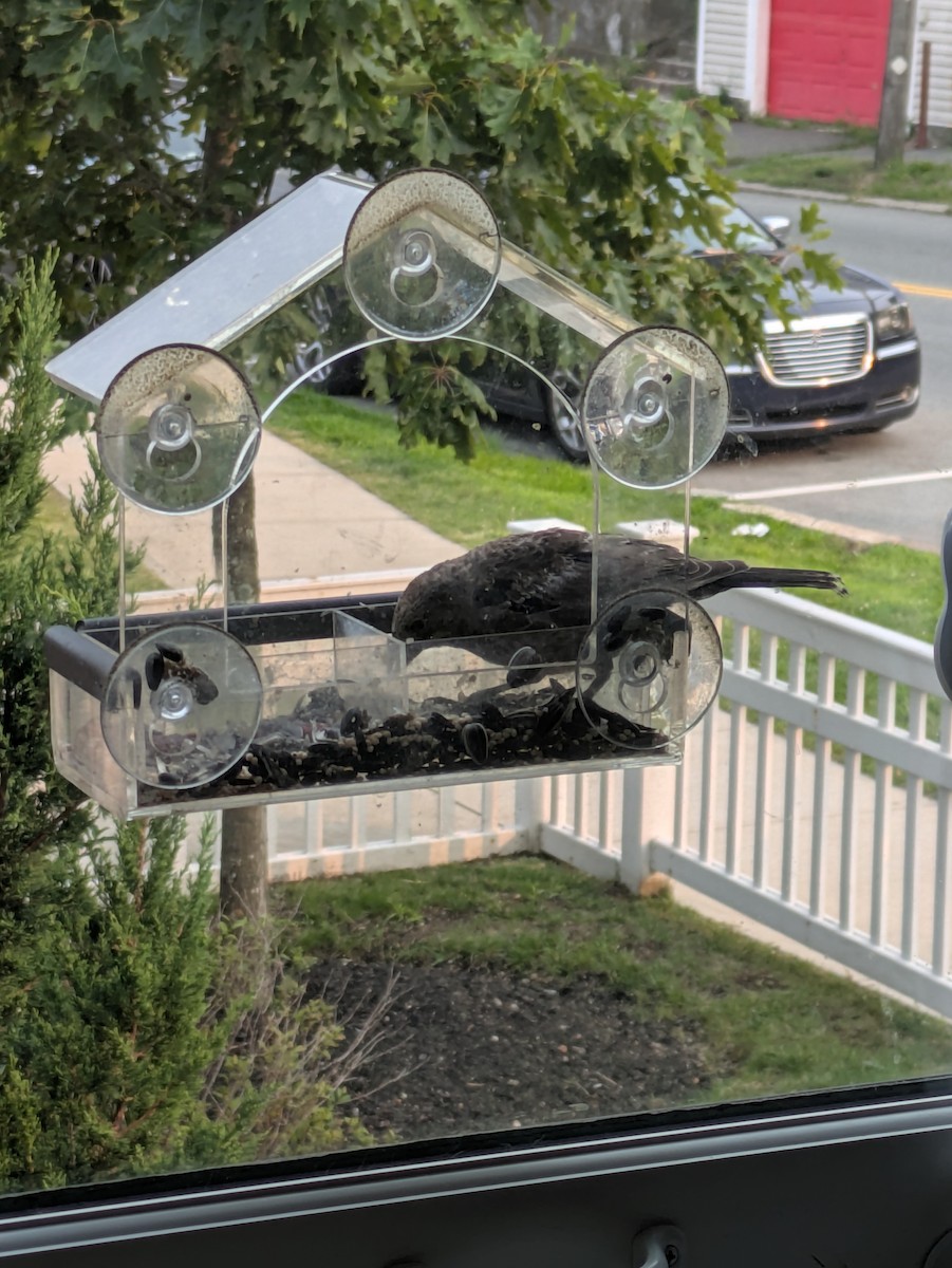 Brown-headed Cowbird - ML639869281