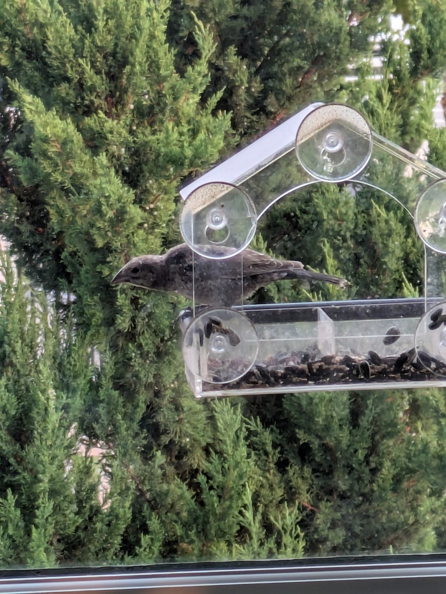 Brown-headed Cowbird - ML639869282