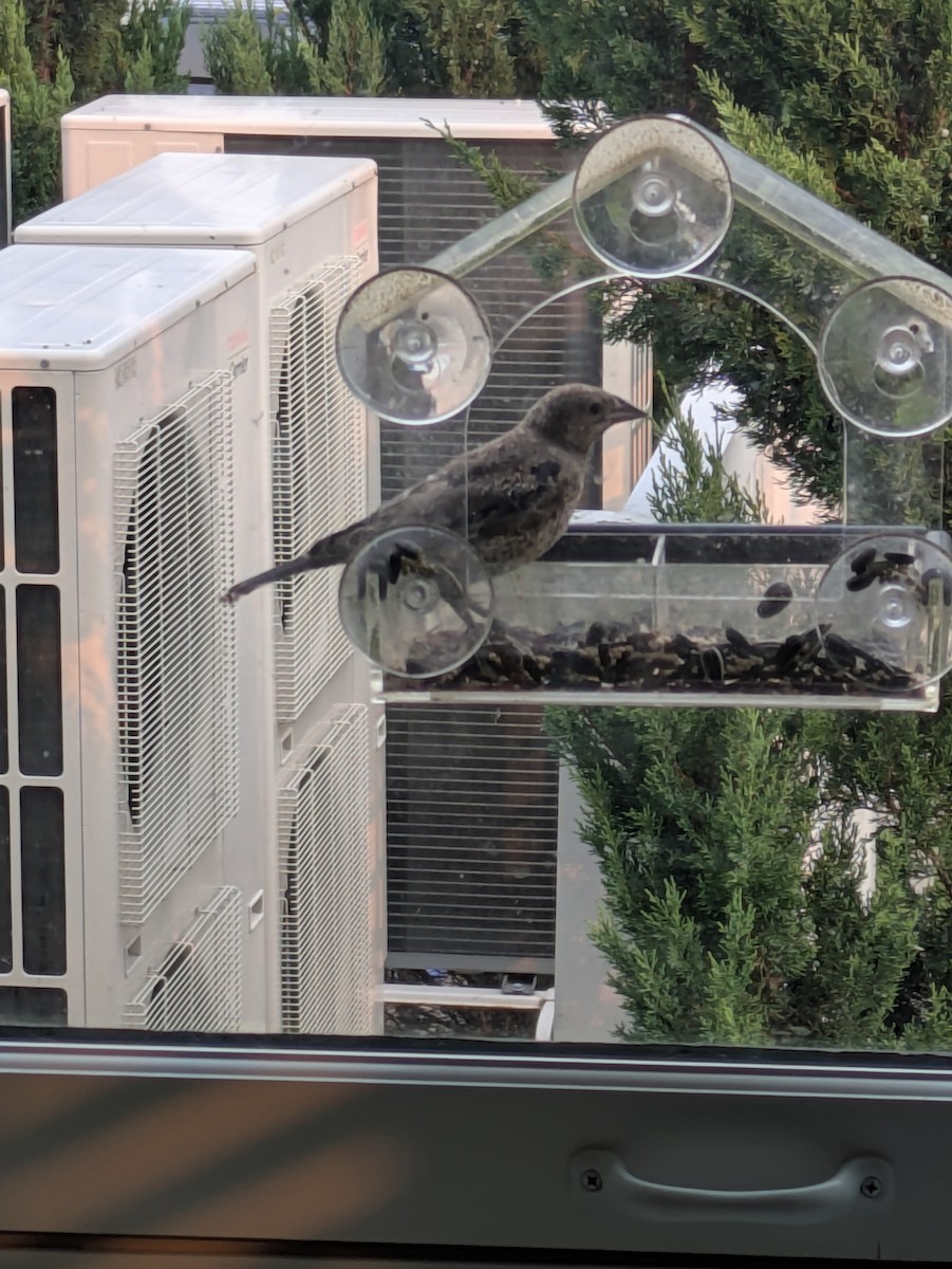 Brown-headed Cowbird - ML639869283