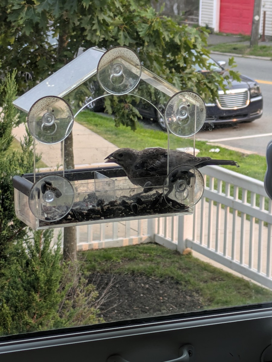 Brown-headed Cowbird - ML639869284