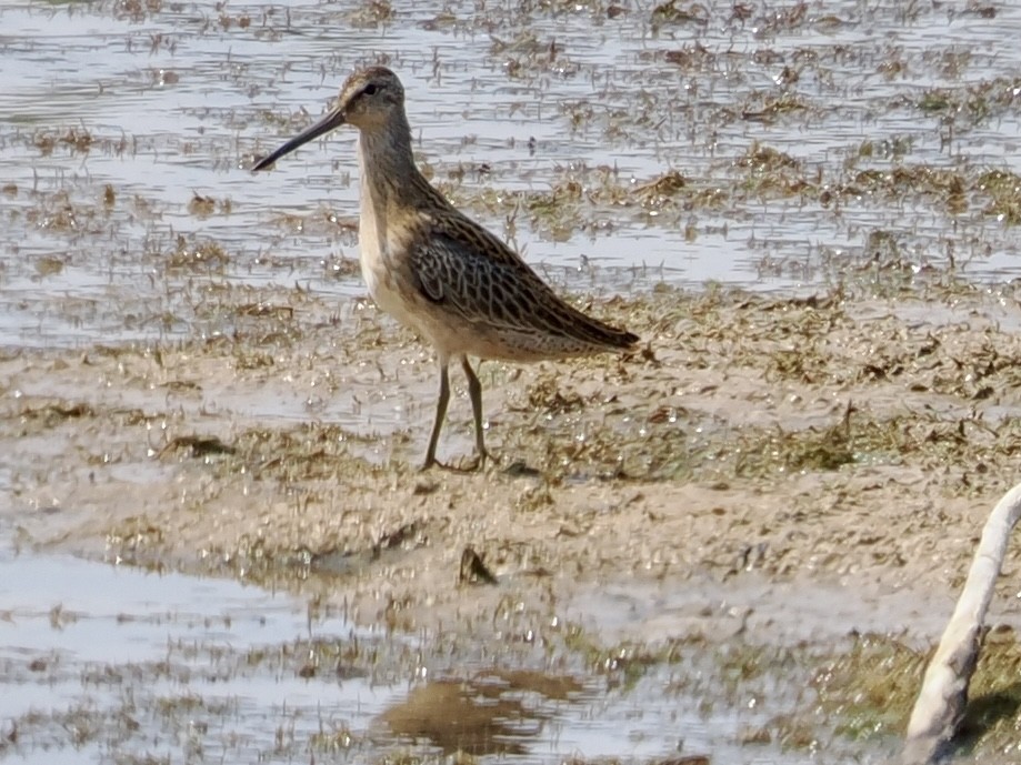 Short-billed Dowitcher - ML639869287