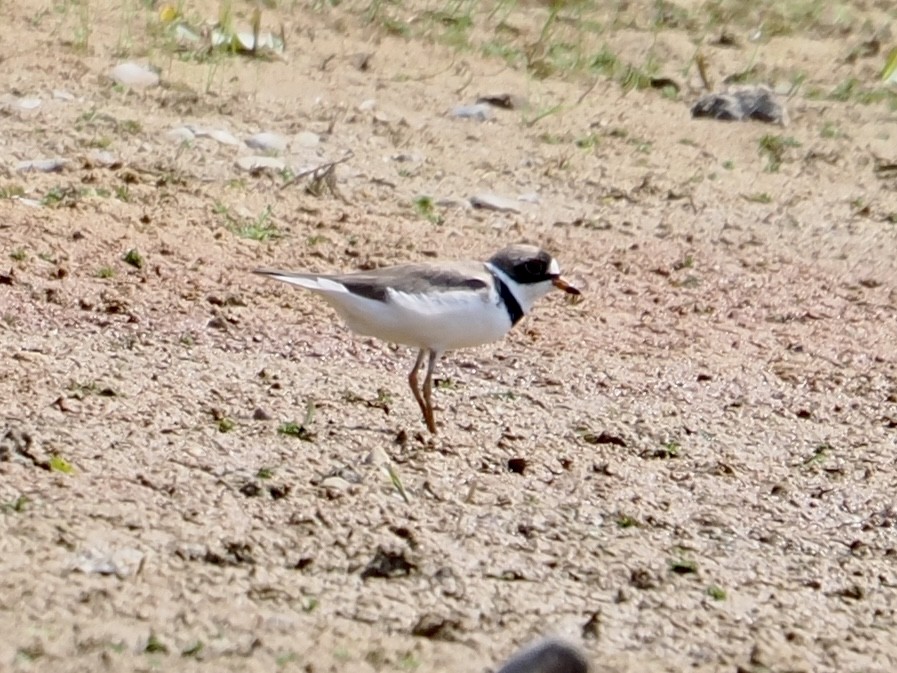 Semipalmated Plover - ML639869295