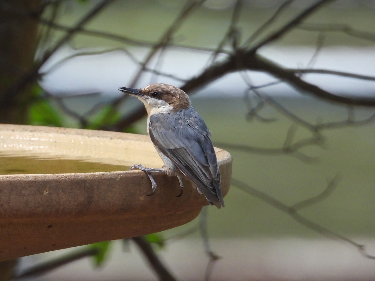 Brown-headed Nuthatch - ML639869333