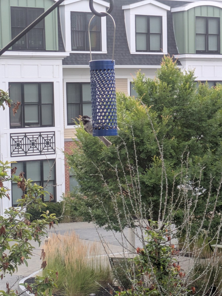 Black-capped Chickadee - ML639869348