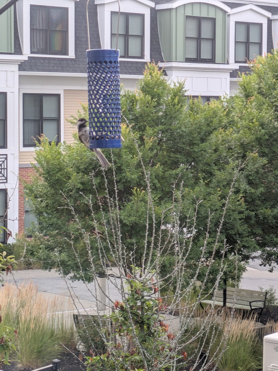 Black-capped Chickadee - ML639869349