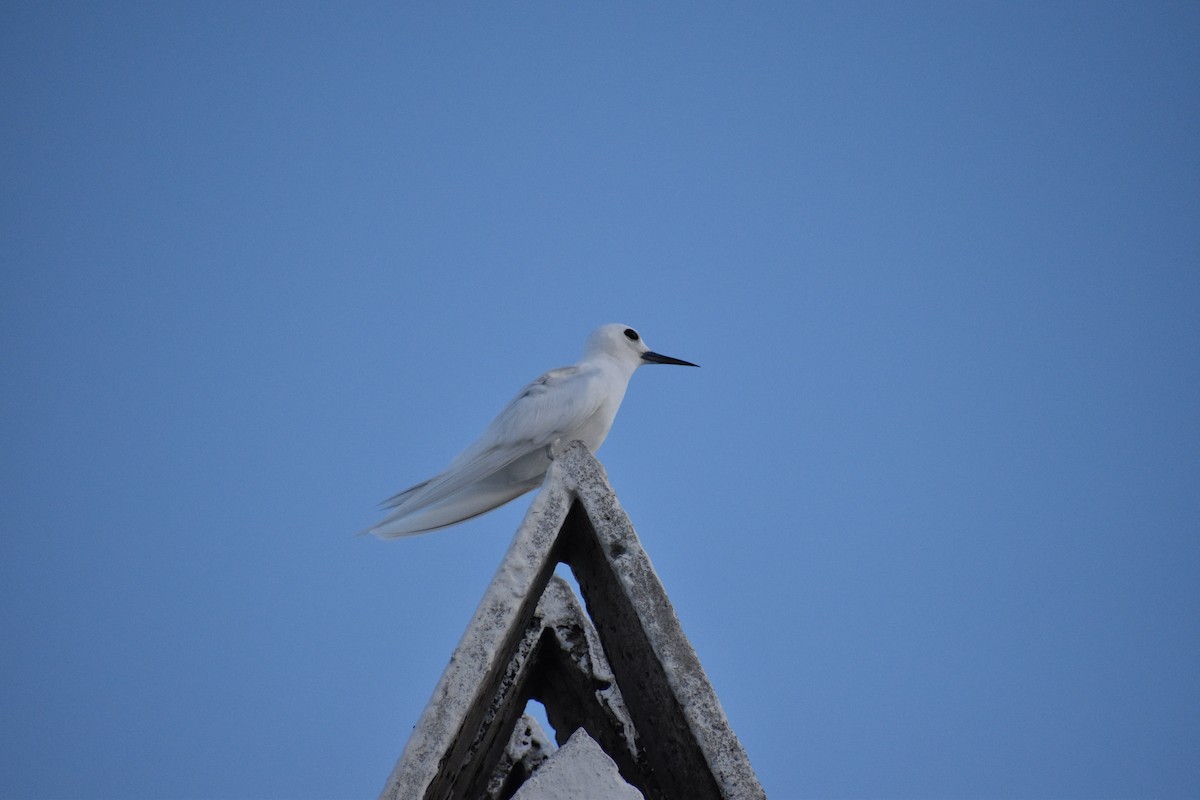 Blue-billed White-Tern - ML639869420