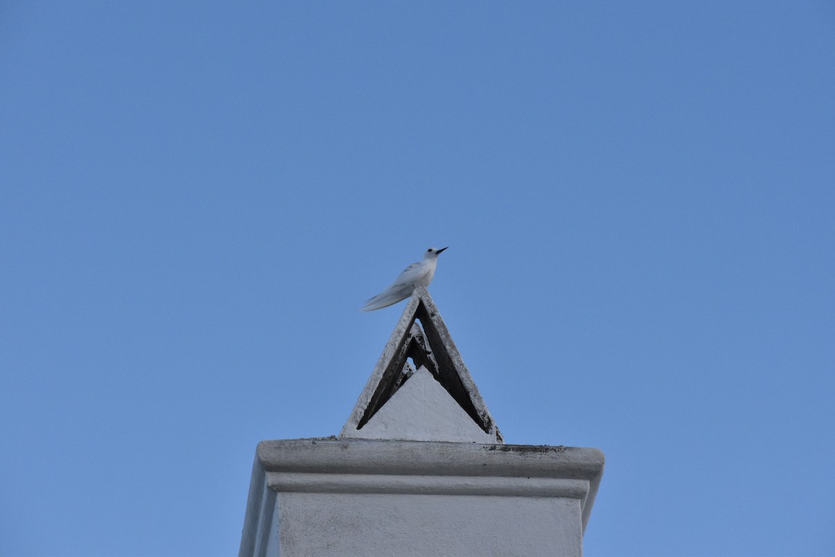 Blue-billed White-Tern - ML639869427