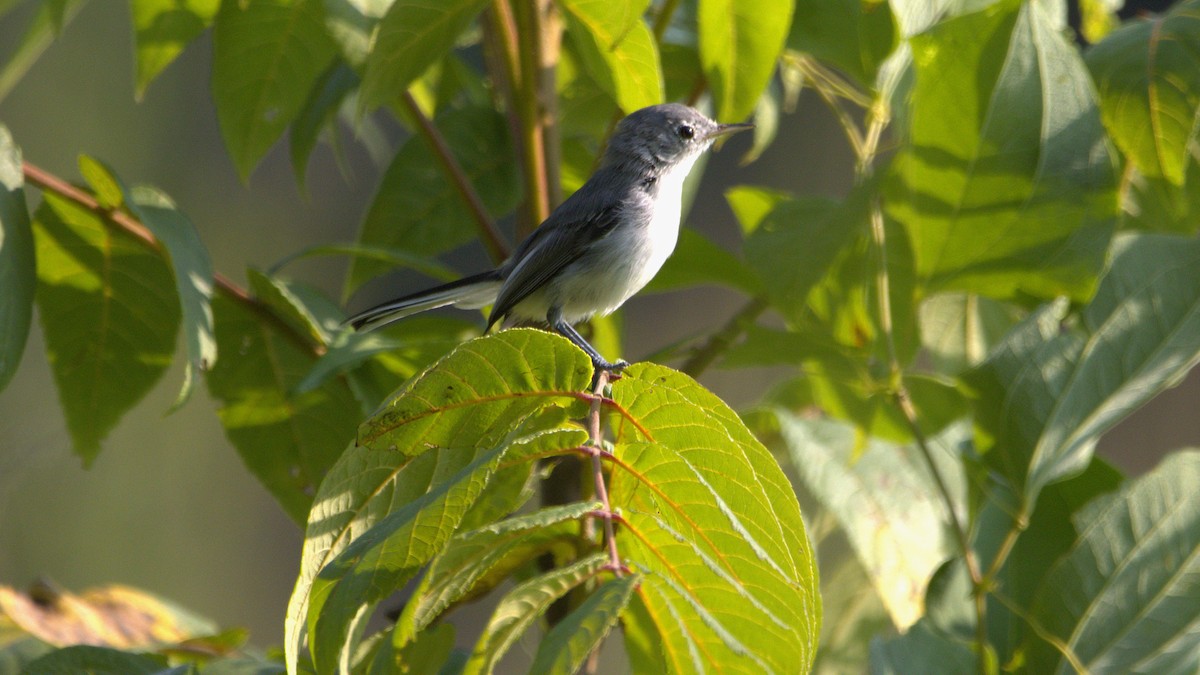 Blue-gray Gnatcatcher - ML639869455