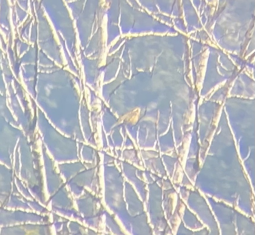 Black-headed Grosbeak - ML639869512