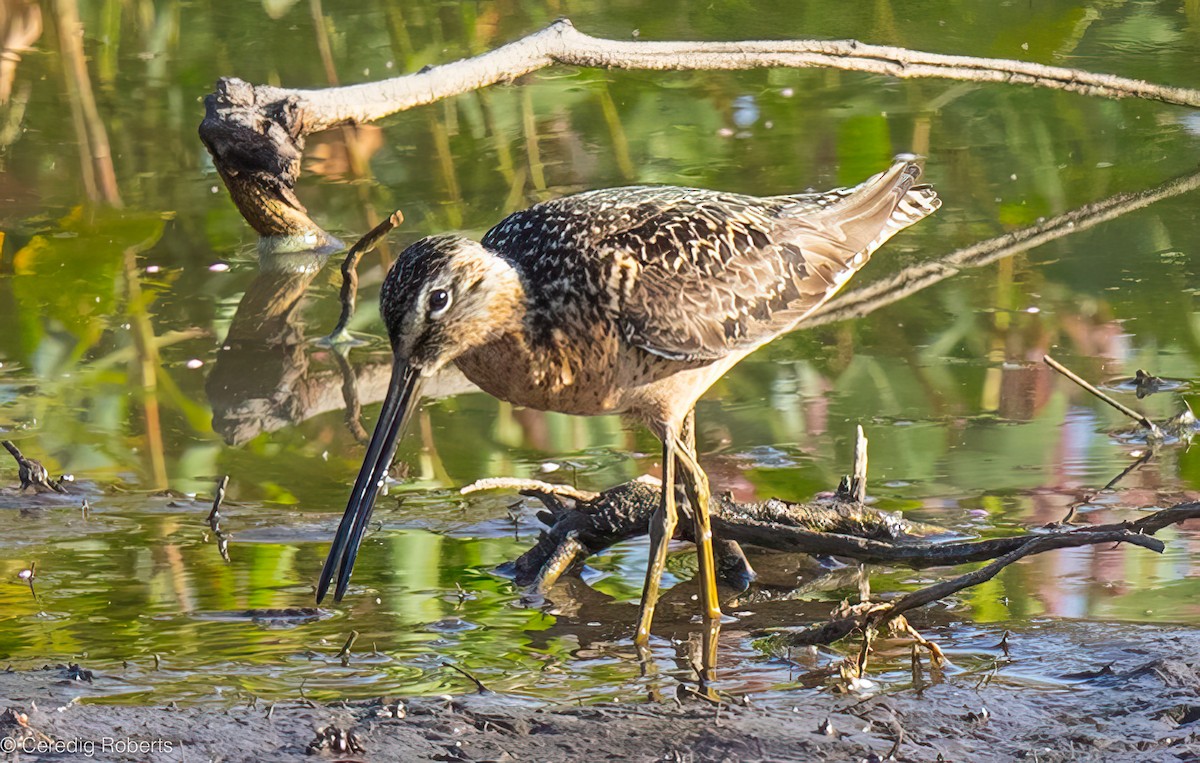 langnebbekkasinsnipe - ML639869578