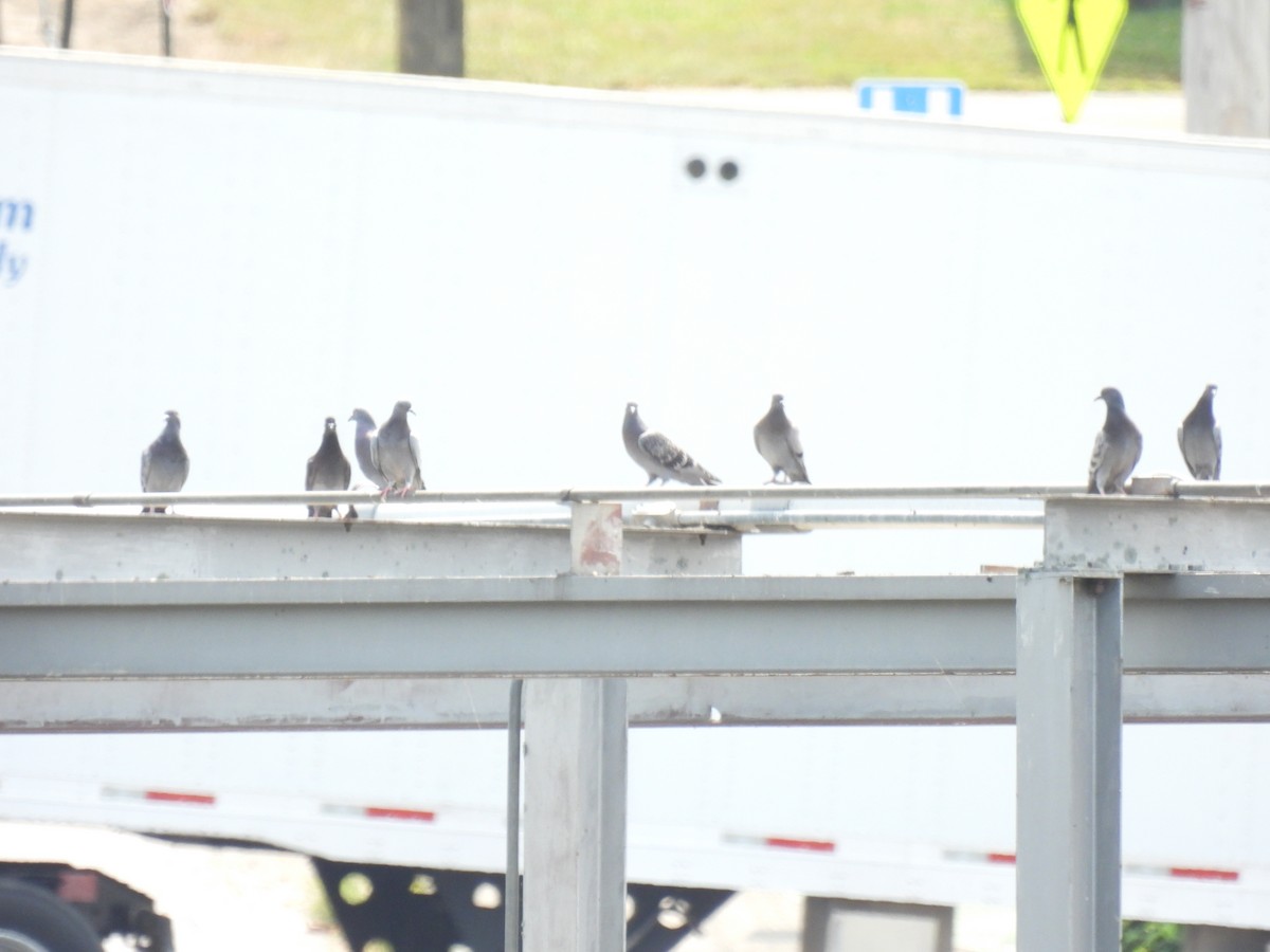 Rock Pigeon (Feral Pigeon) - ML639869603
