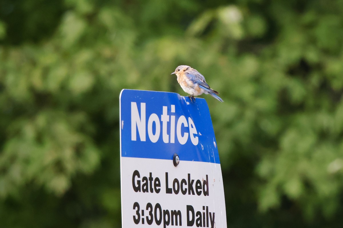 Eastern Bluebird - ML639869608
