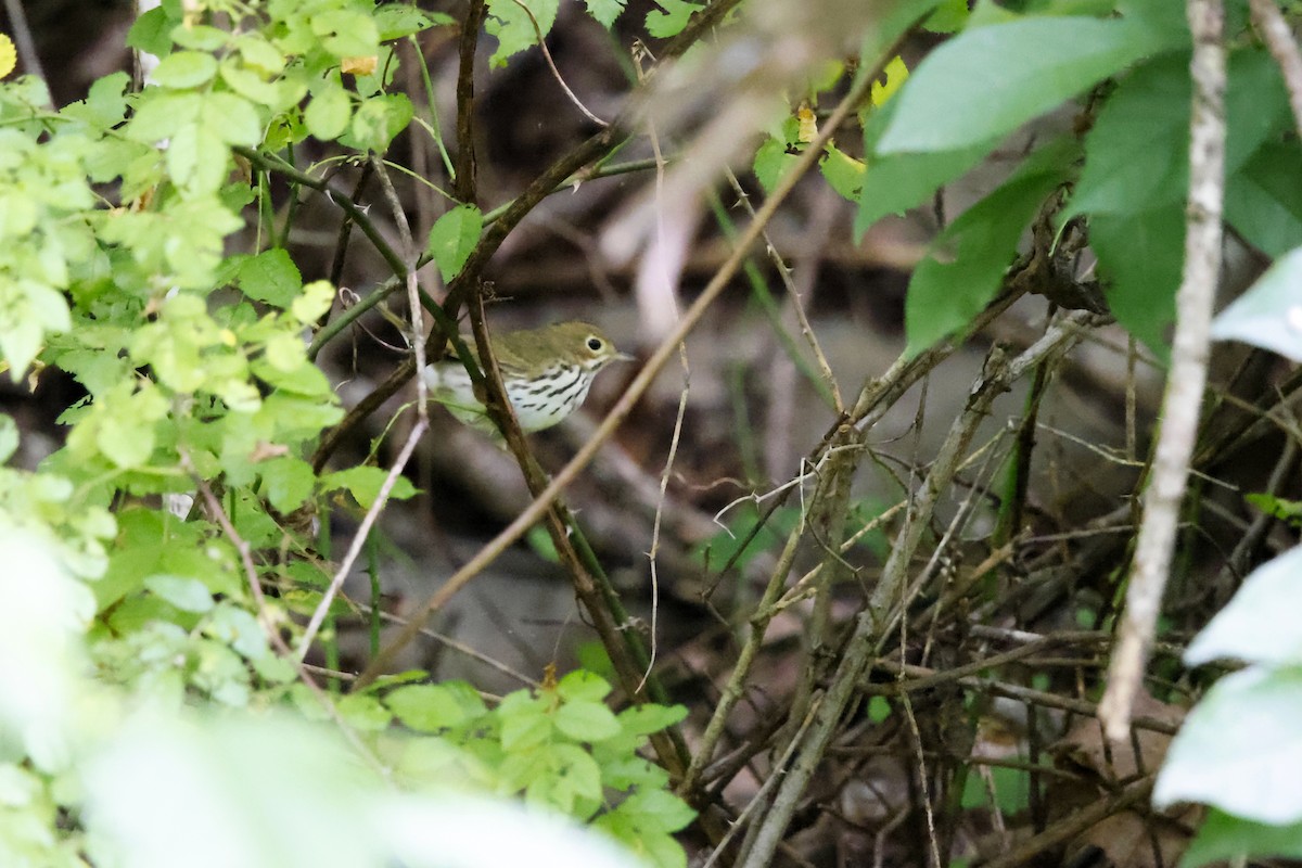 Ovenbird - ML639869618