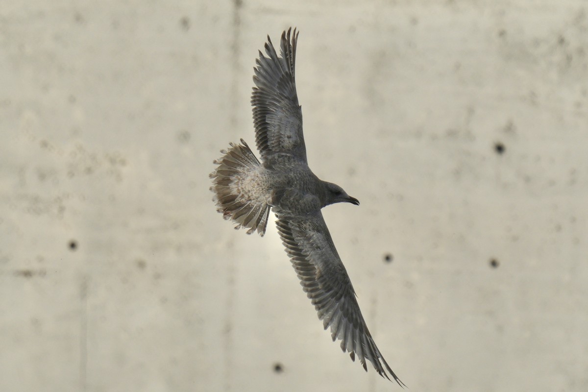 Iceland Gull (Thayer's) - ML639869632