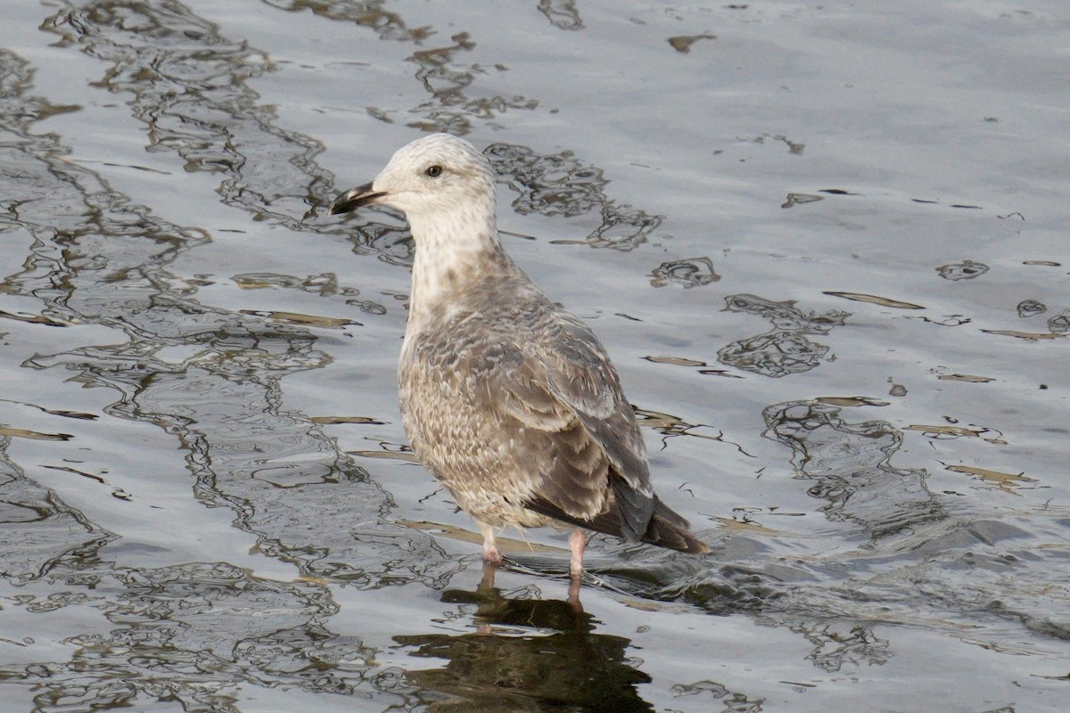 Iceland Gull (Thayer's) - ML639869633