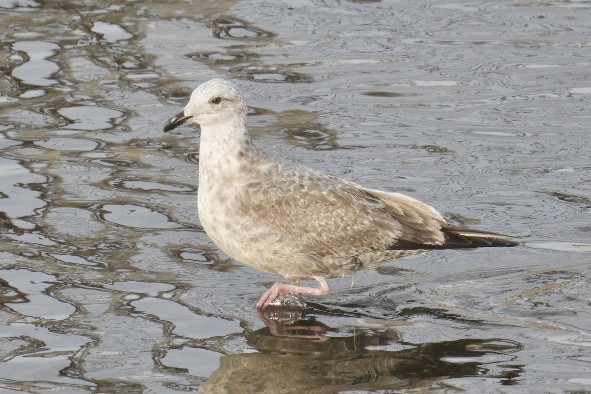 Iceland Gull (Thayer's) - ML639869634