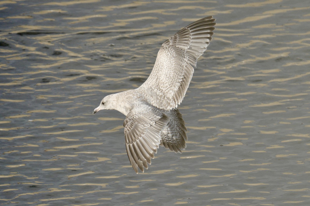Iceland Gull (Thayer's) - ML639869636
