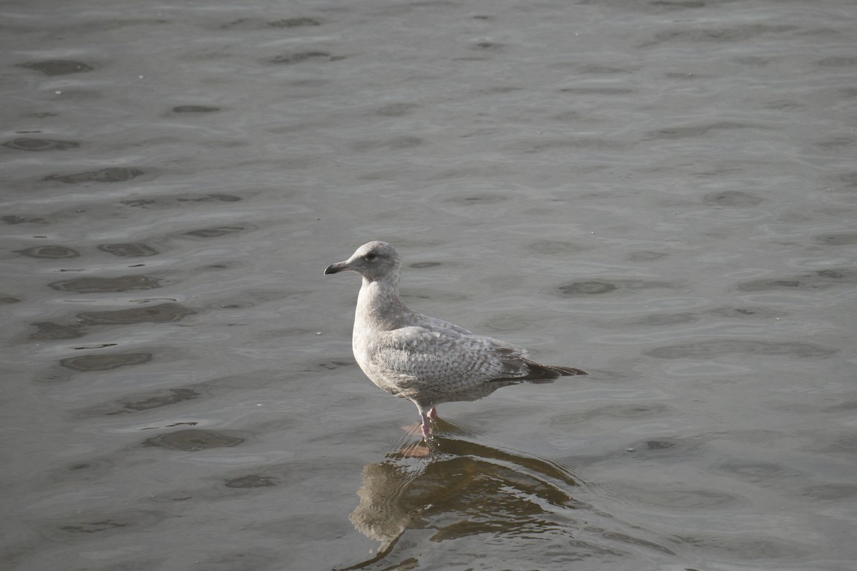 Iceland Gull (Thayer's) - ML639869639