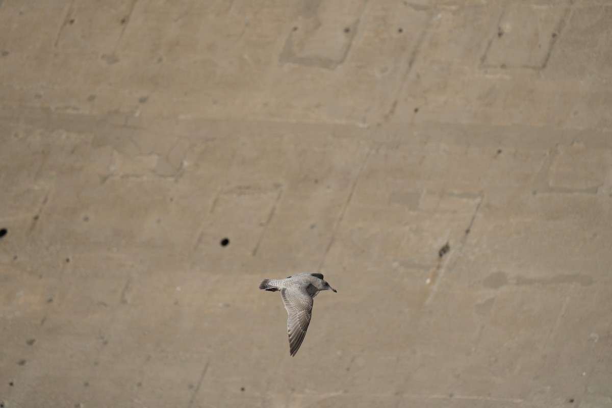 Iceland Gull (Thayer's) - ML639869640