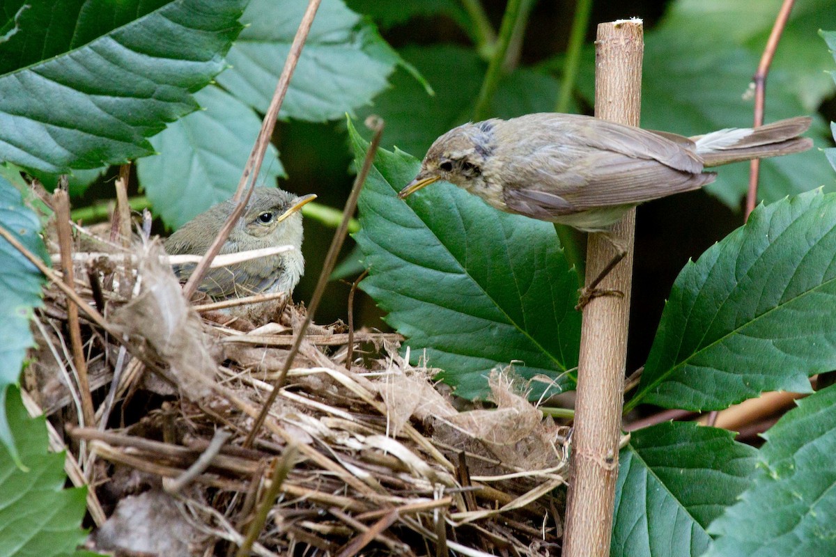 Common Chiffchaff - ML639869675