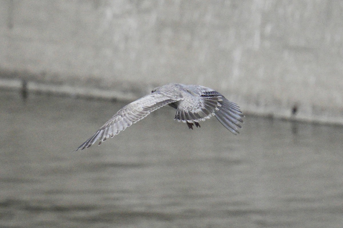 Iceland Gull (Thayer's) - ML639869676