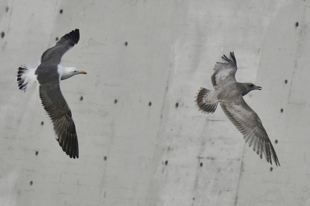 Iceland Gull (Thayer's) - ML639869677