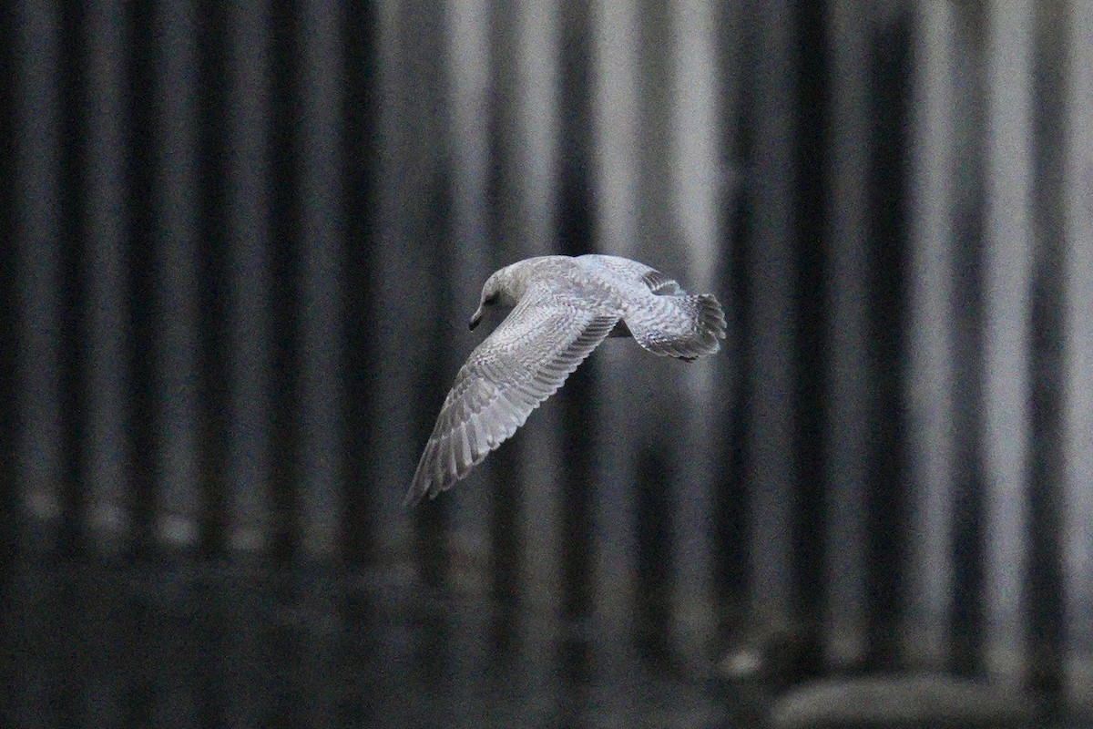 Iceland Gull (Thayer's) - ML639869678