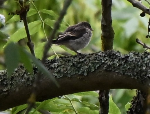 Spotted Flycatcher - ML639869809