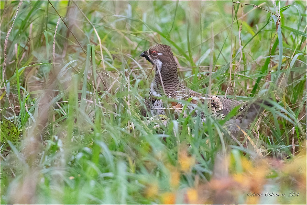 Hazel Grouse - ML639869819